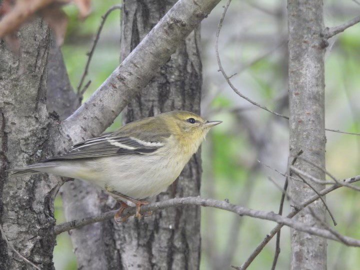 Blackpoll Warbler - ML624436208