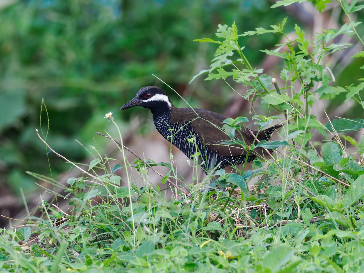 Barred Rail - ML624436229