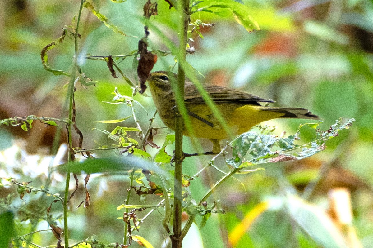 Palm Warbler (Yellow) - ML624436277