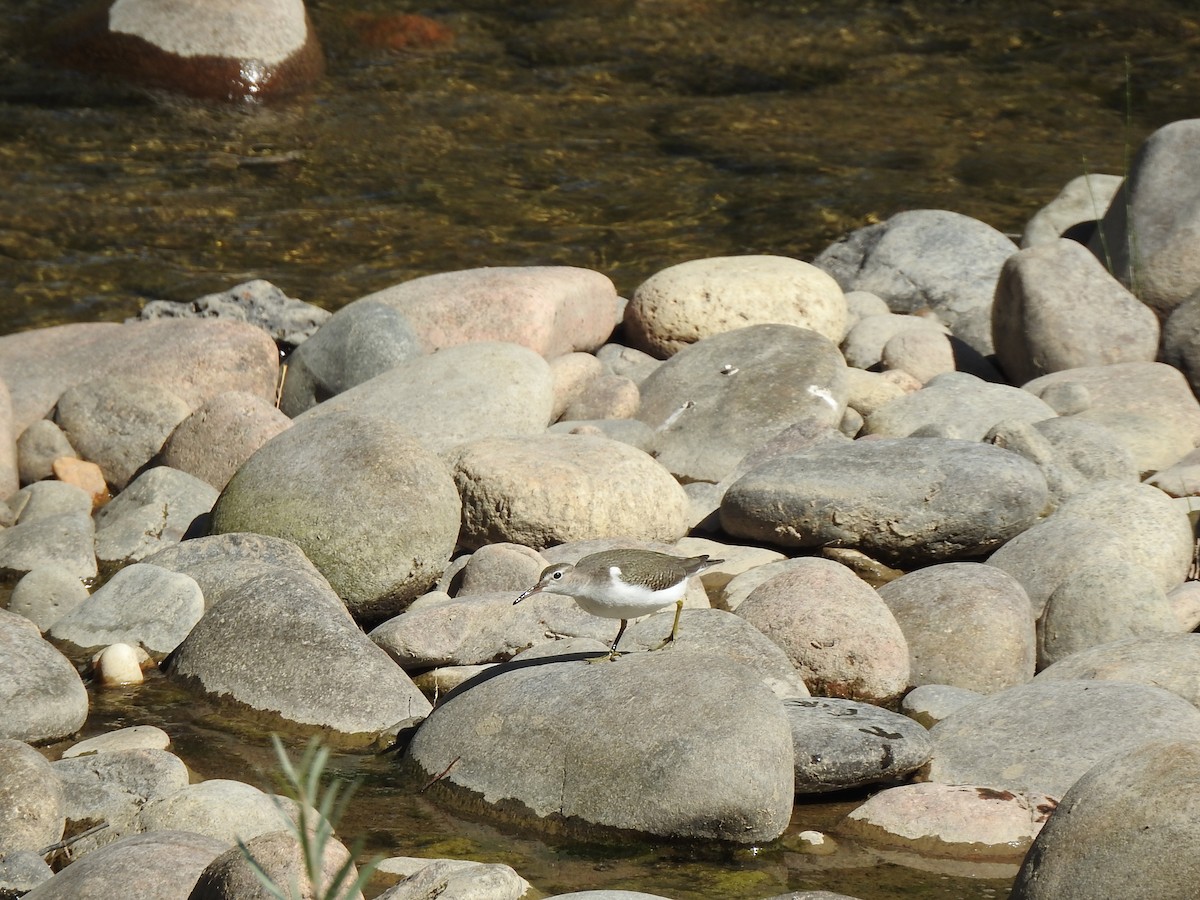 pisík americký - ML624436359