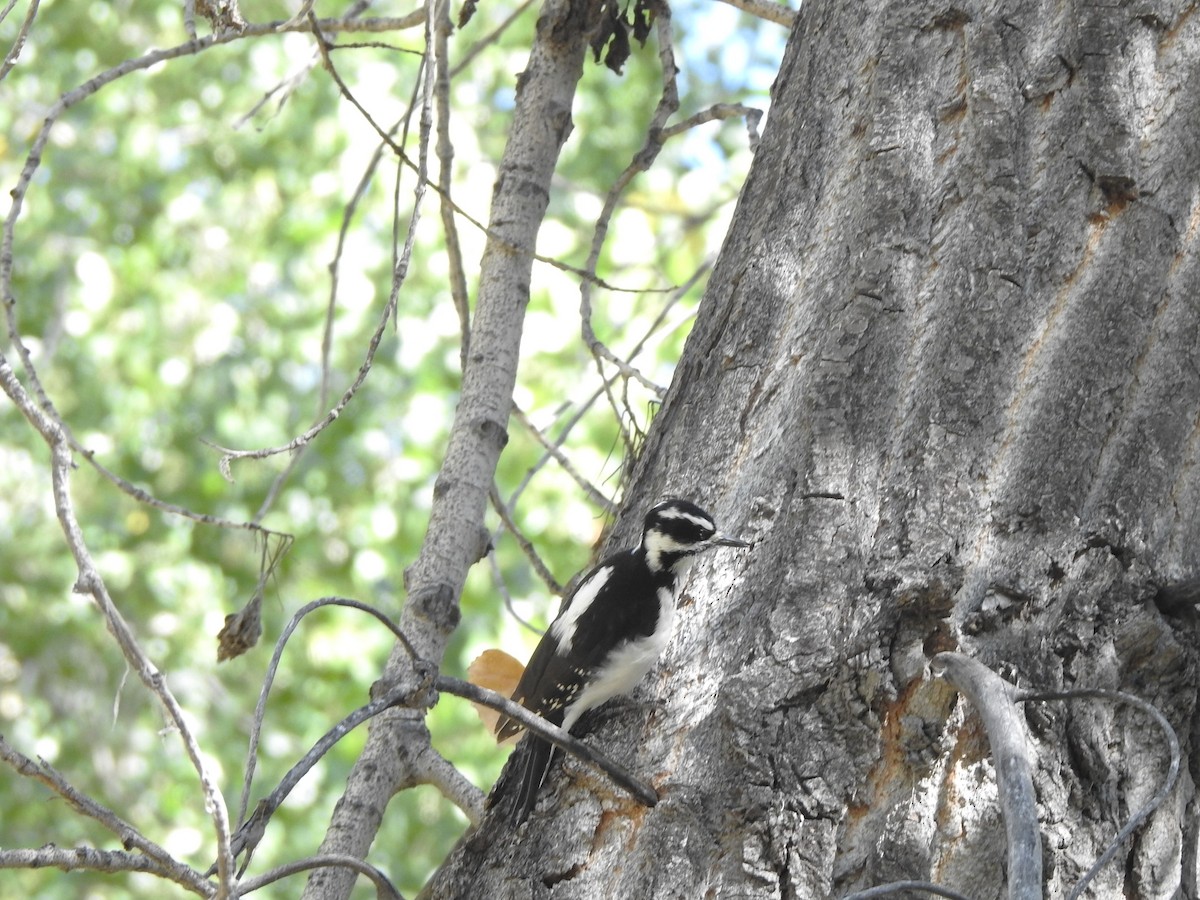 strakapoud americký (ssp. orius/icastus) - ML624436374