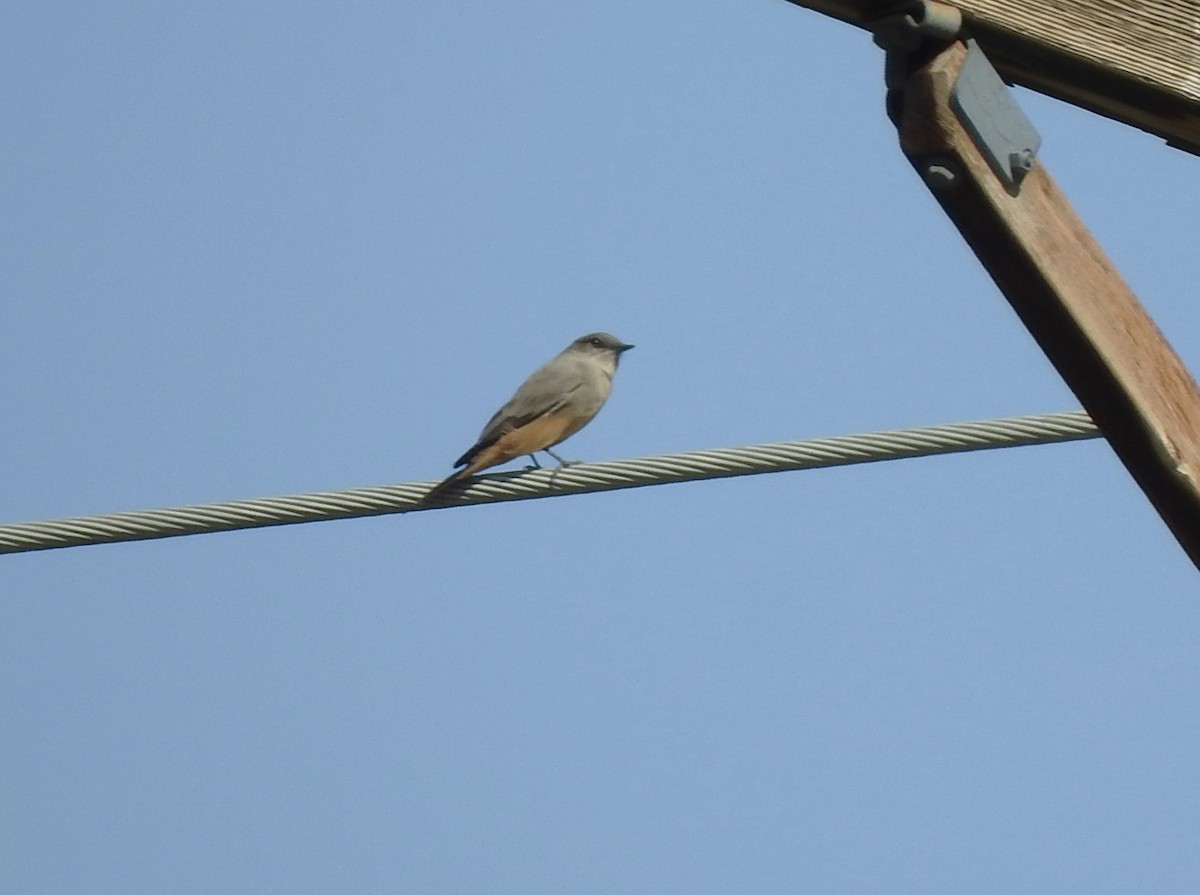 Say's Phoebe - ML624436375
