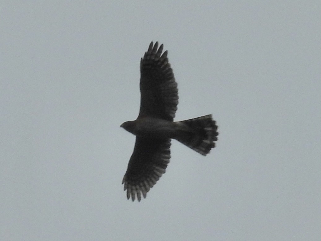 Cooper's Hawk - ML624436579