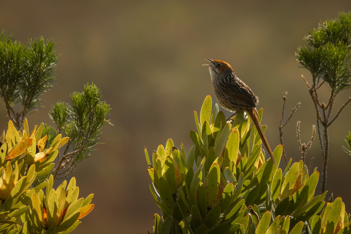 Cape Grassbird - Antonio Rodriguez-Sinovas