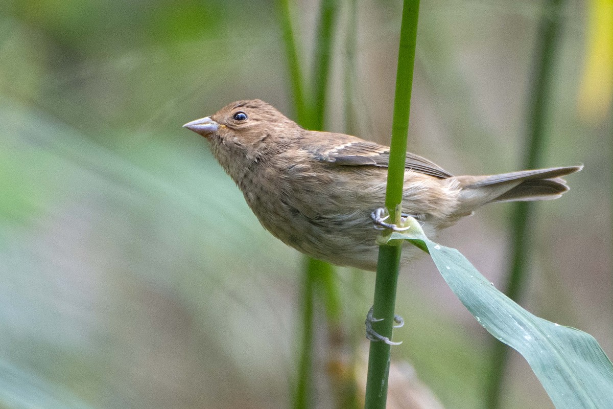 Indigo Bunting - ML624436701