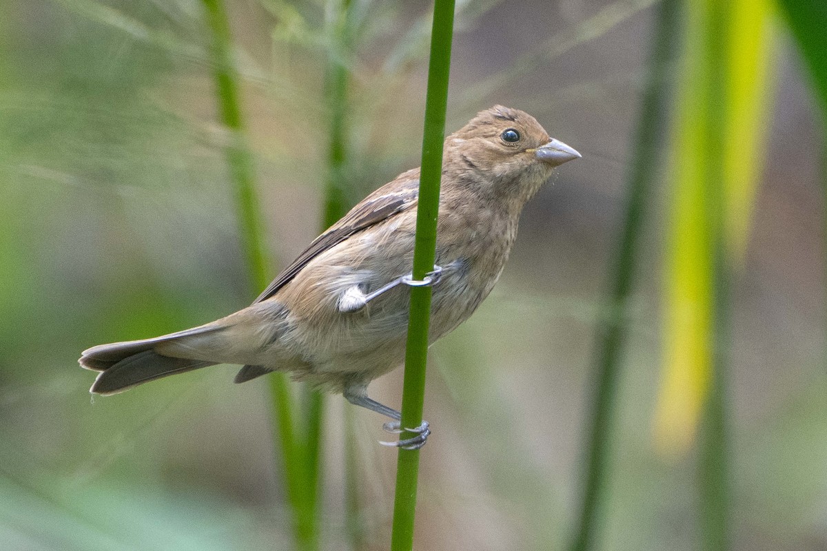 Indigo Bunting - ML624436702