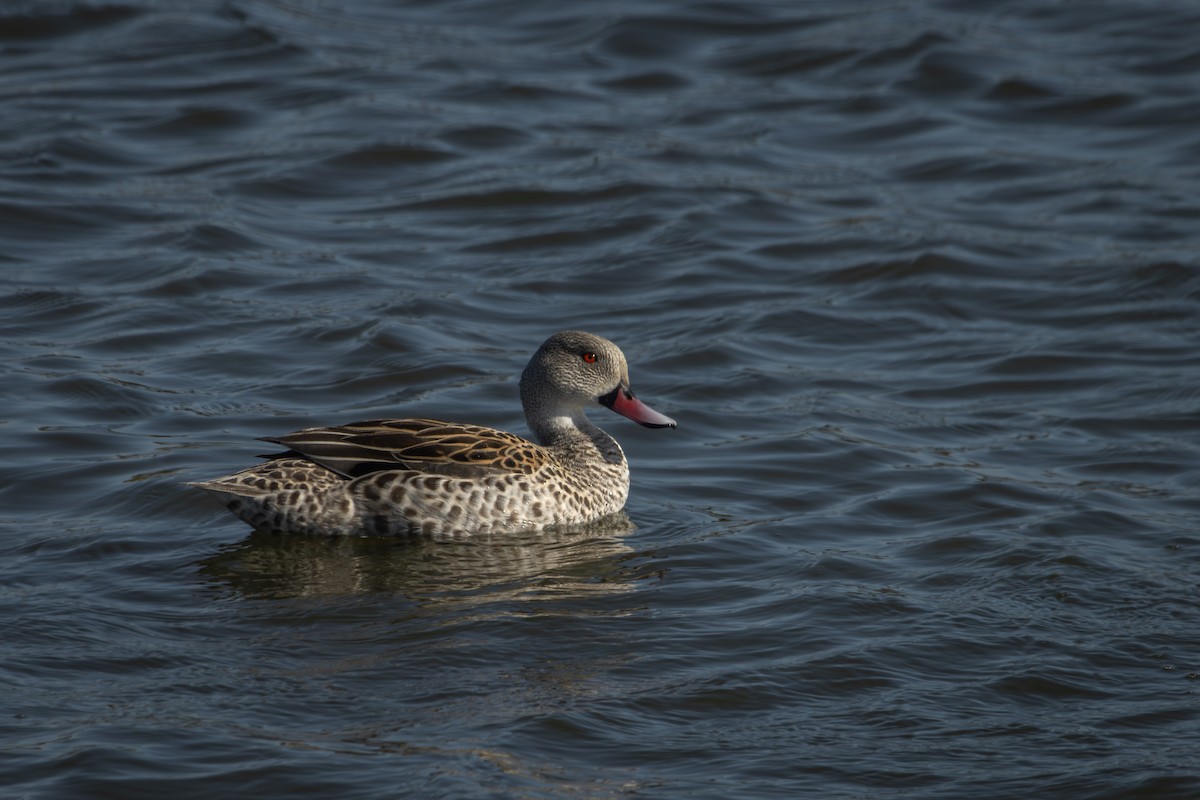 Cape Teal - Antonio Rodriguez-Sinovas