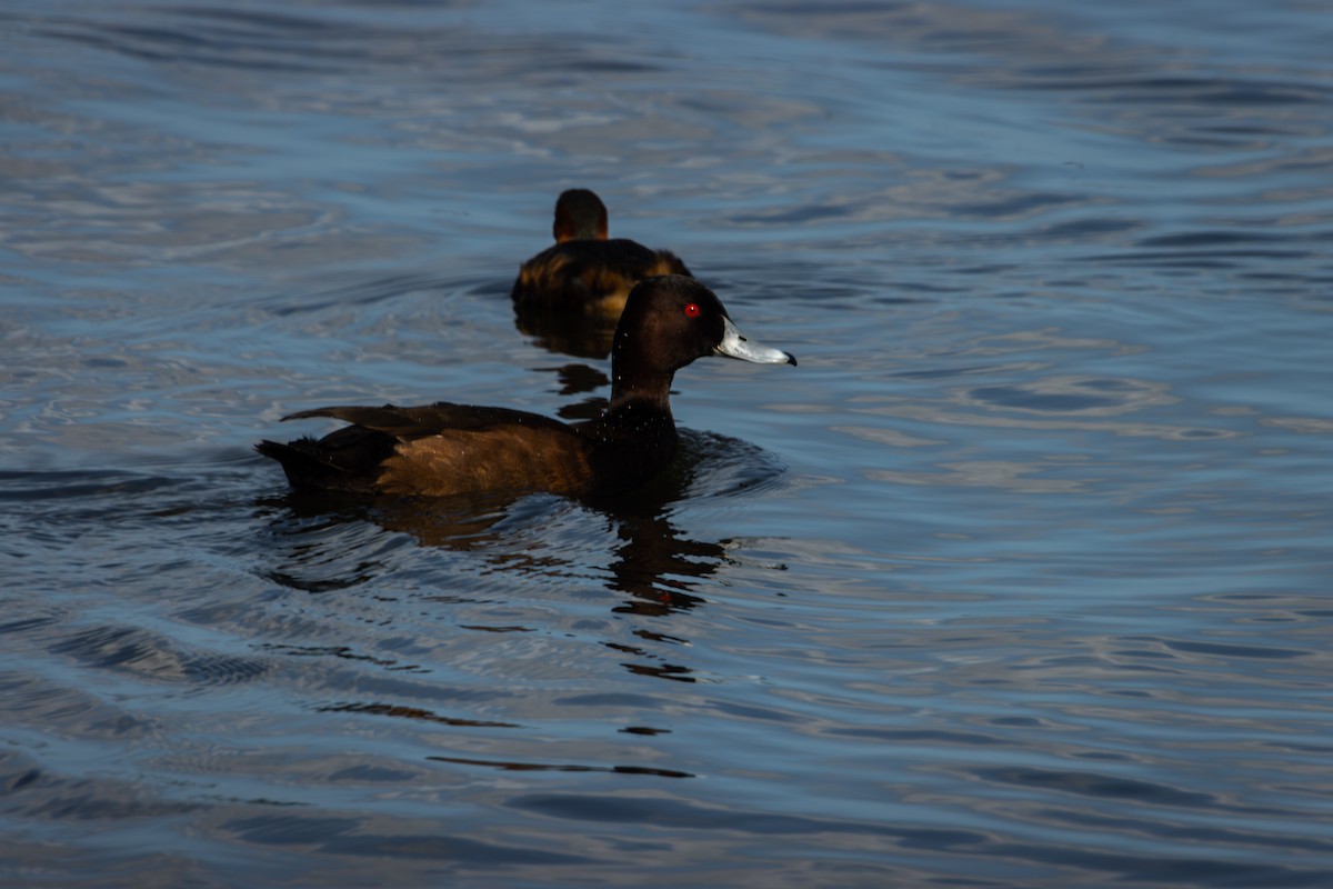 Southern Pochard - Antonio Rodriguez-Sinovas