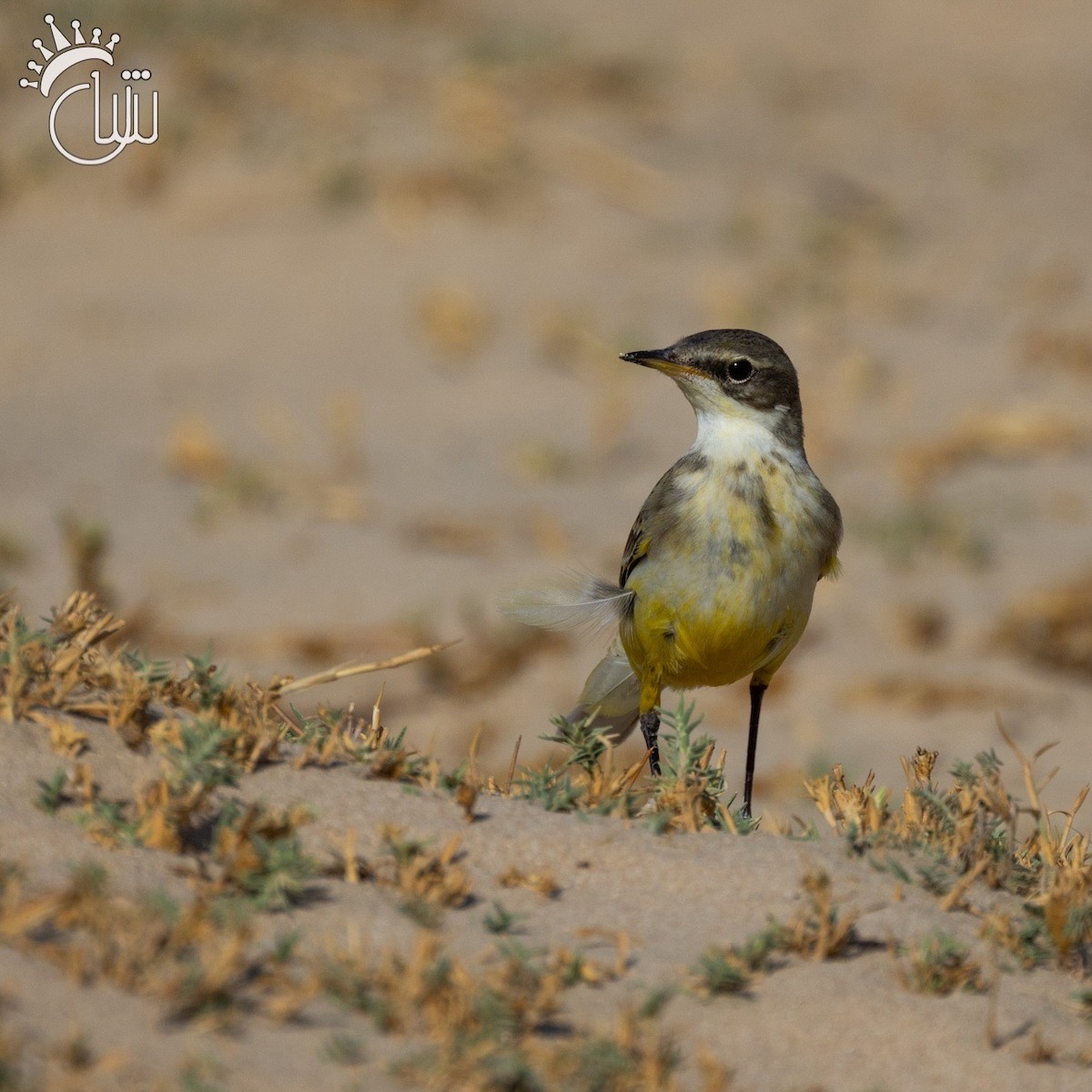 Western Yellow Wagtail - ML624436742