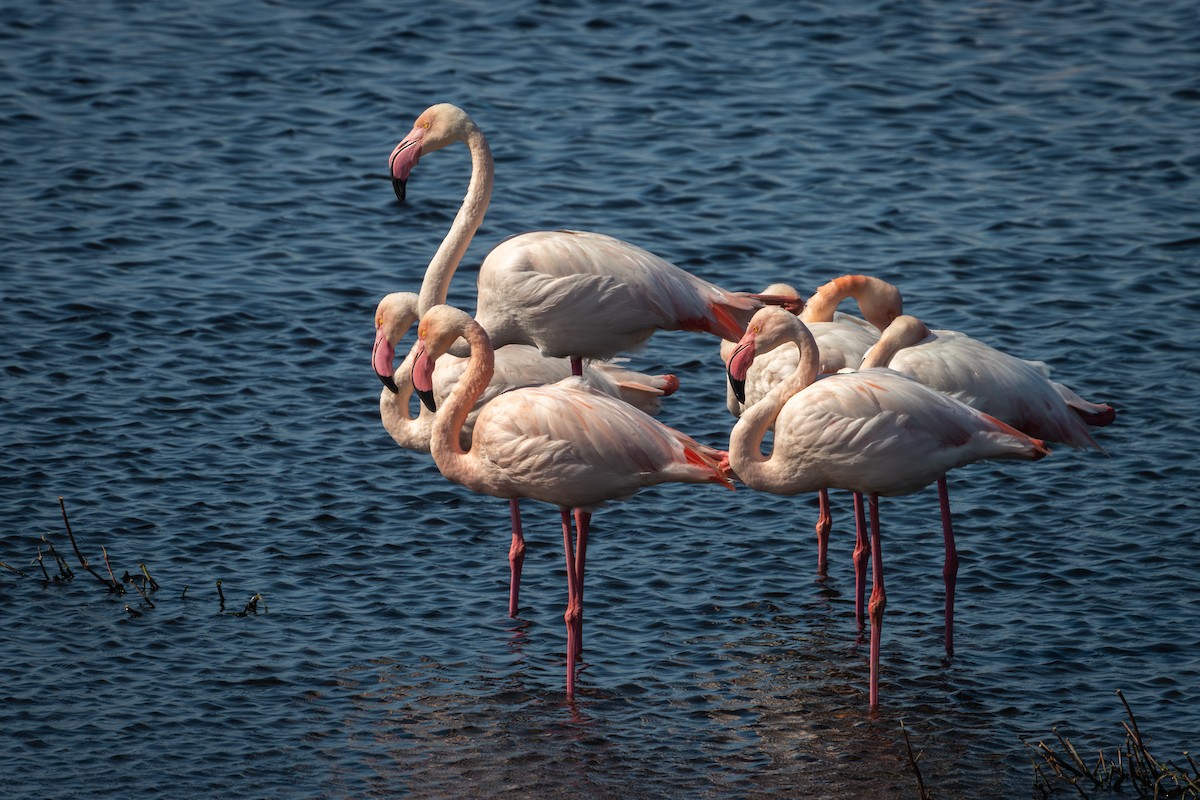 Greater Flamingo - Antonio Rodriguez-Sinovas