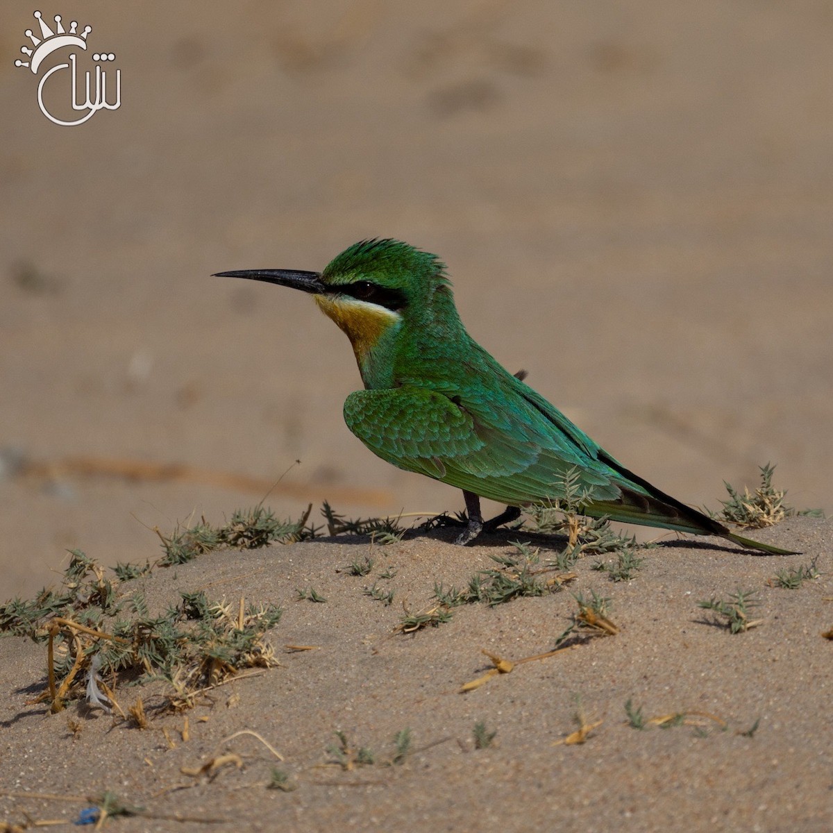 Blue-cheeked Bee-eater - ML624436747