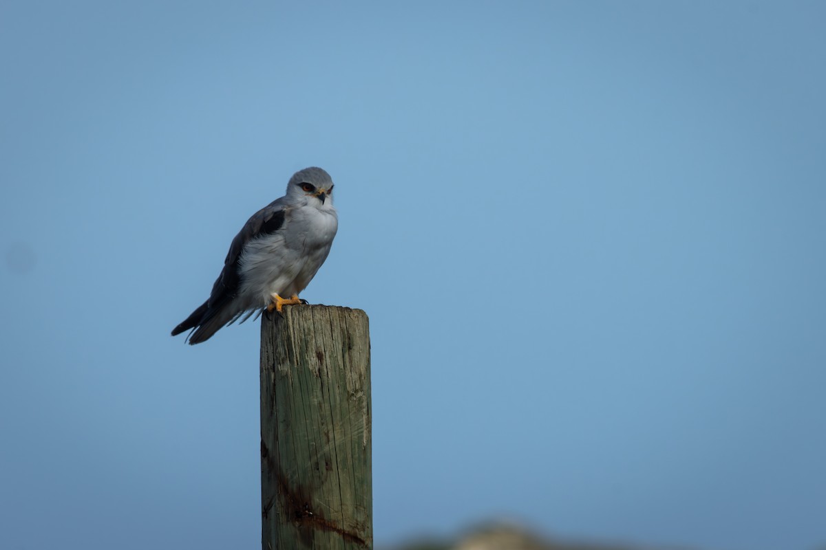 Black-winged Kite - Antonio Rodriguez-Sinovas