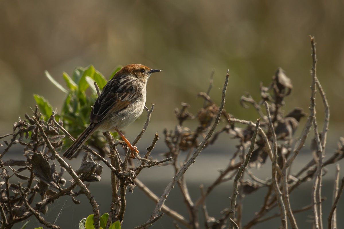 Levaillant's Cisticola - Antonio Rodriguez-Sinovas