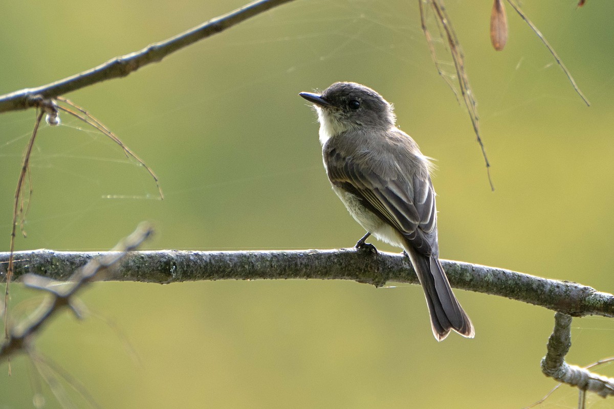 Eastern Phoebe - ML624437038
