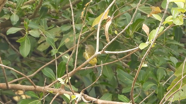 Stripe-necked Tody-Tyrant - ML624437055