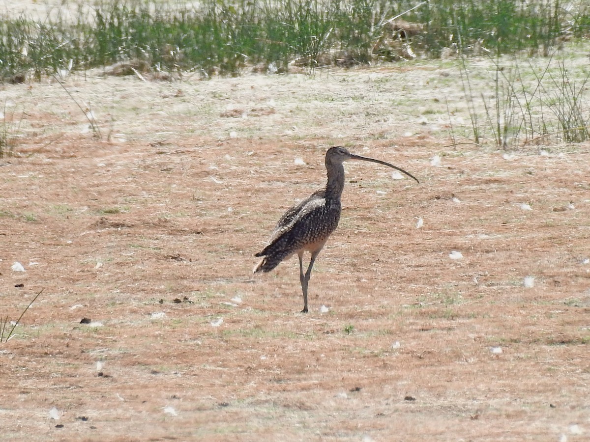 Long-billed Curlew - ML62443711