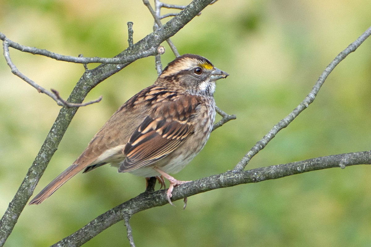 White-throated Sparrow - ML624437154