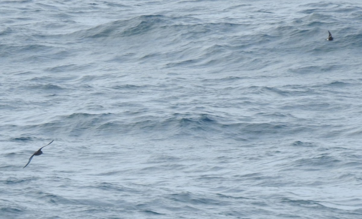 Leach's Storm-Petrel - ML624437359