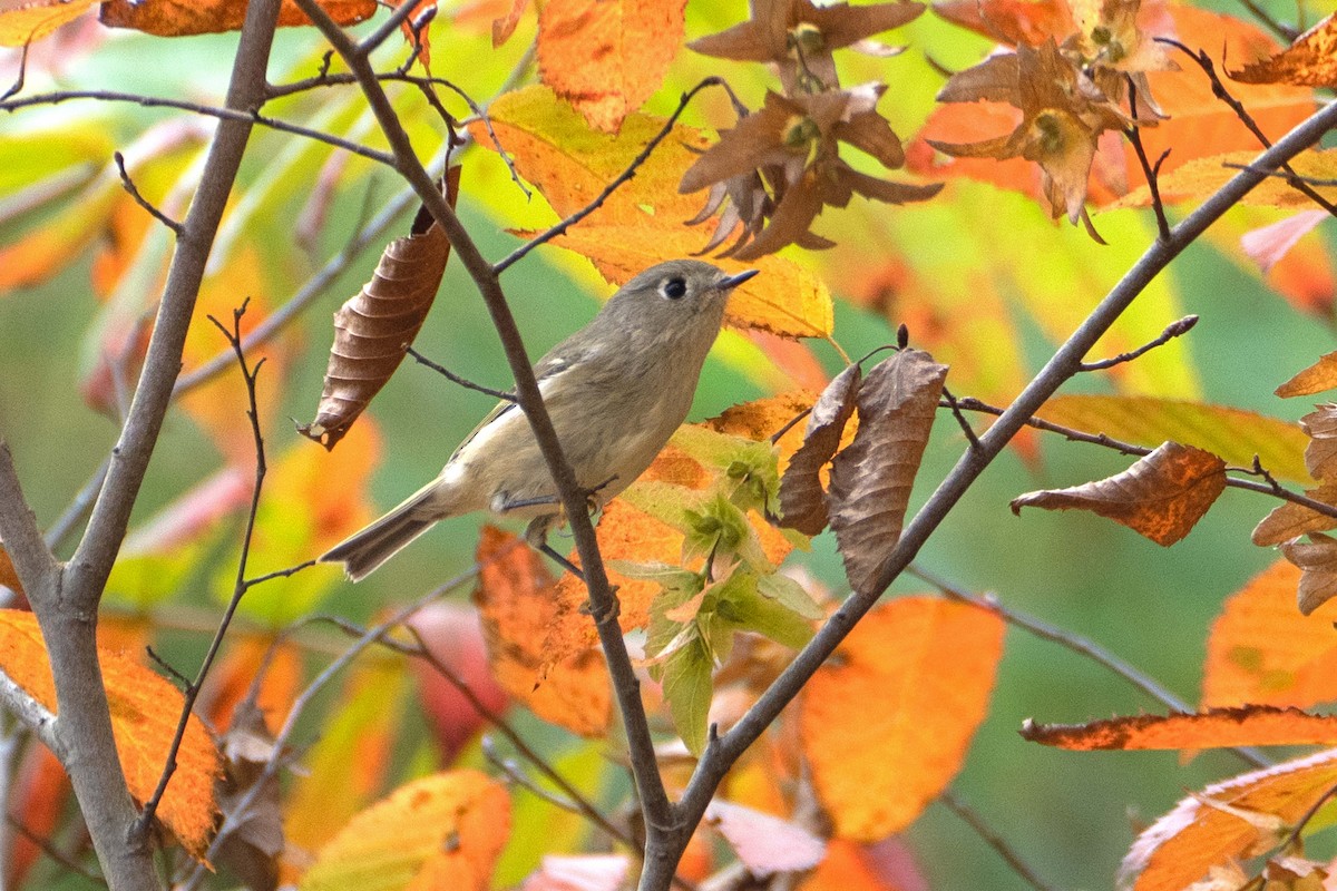 Ruby-crowned Kinglet - ML624437364