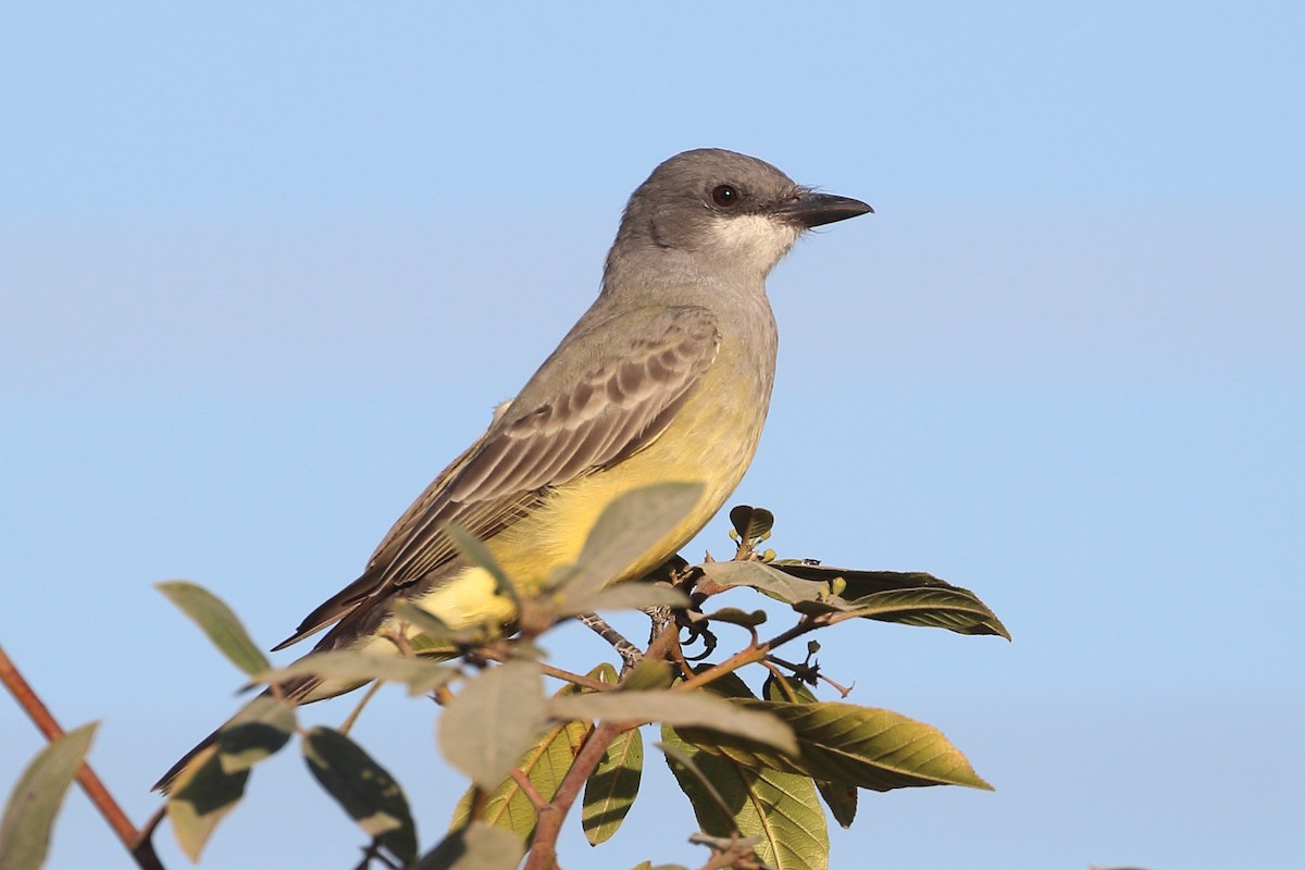 Cassin's Kingbird - ML624437540