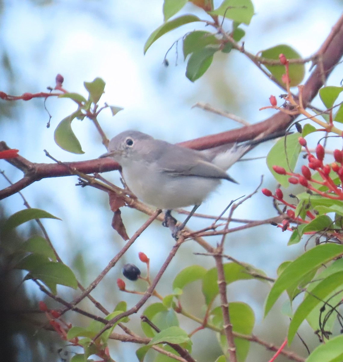 Blue-gray Gnatcatcher - ML624437570