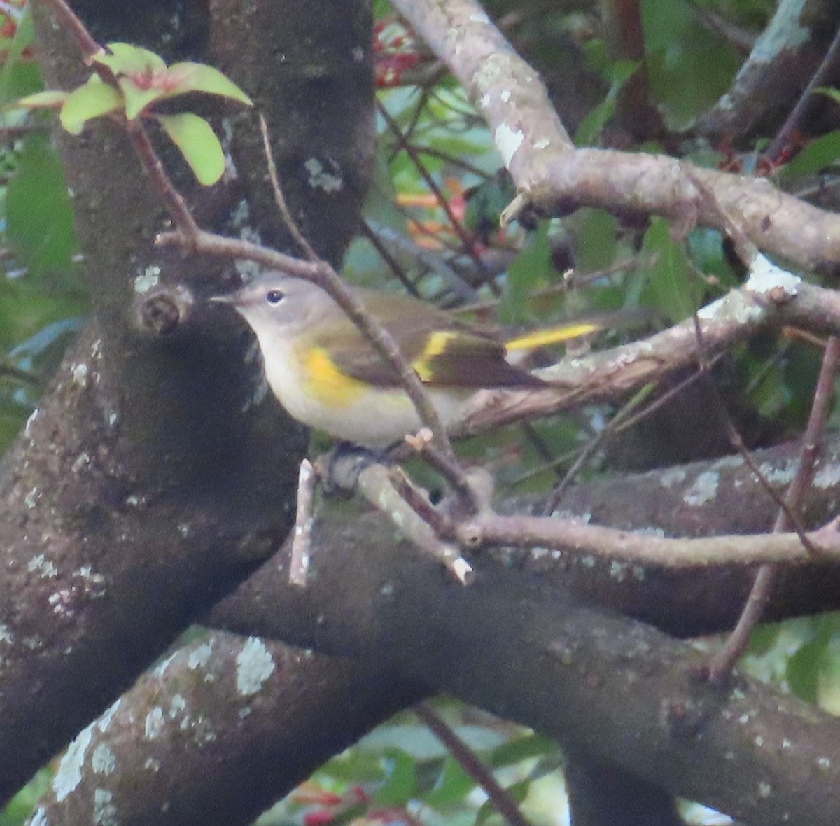 American Redstart - ML624437584