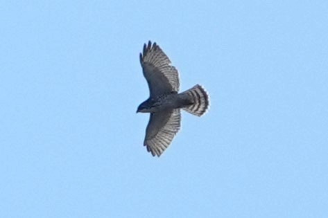 Broad-winged Hawk - ML624437634