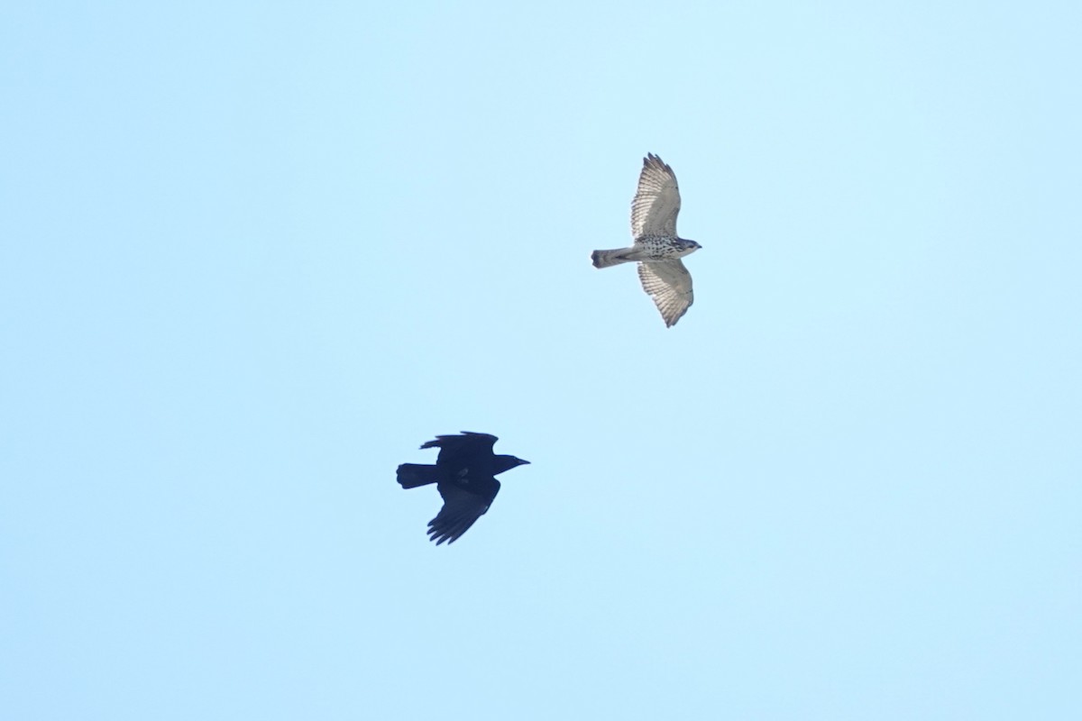 Broad-winged Hawk - ML624437635