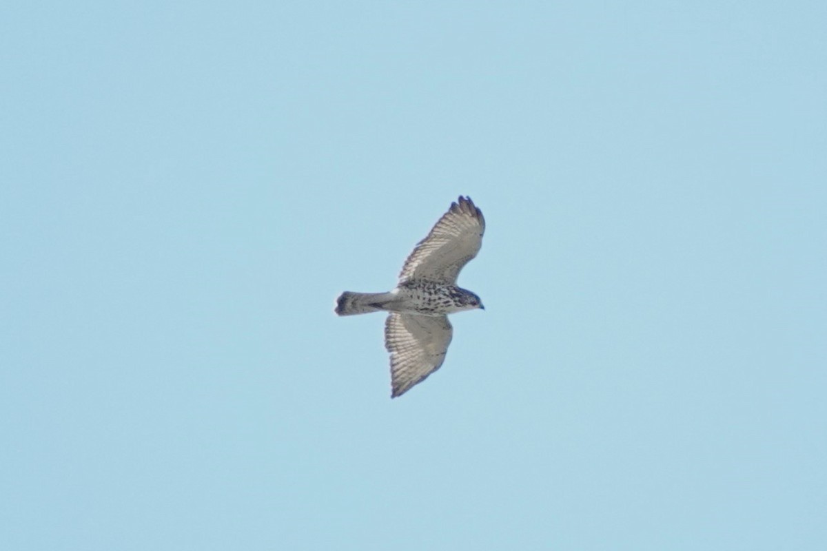 Broad-winged Hawk - ML624437636