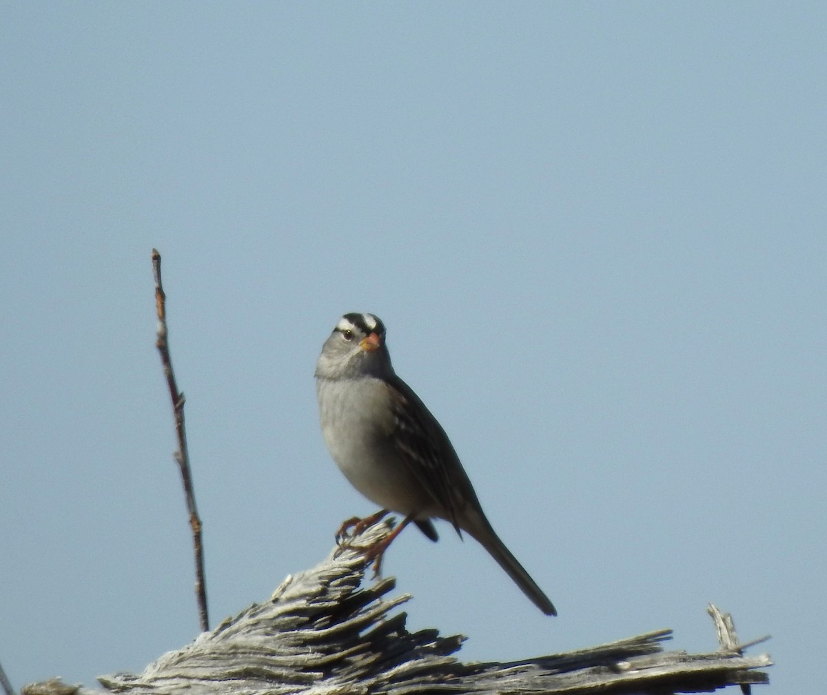 White-crowned Sparrow (Gambel's) - ML624437691