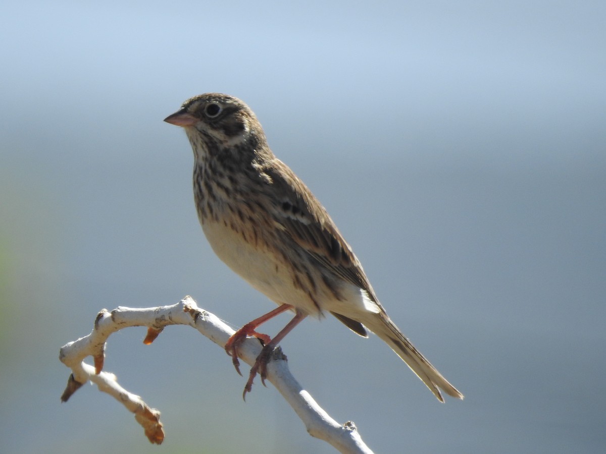Vesper Sparrow - ML624437694