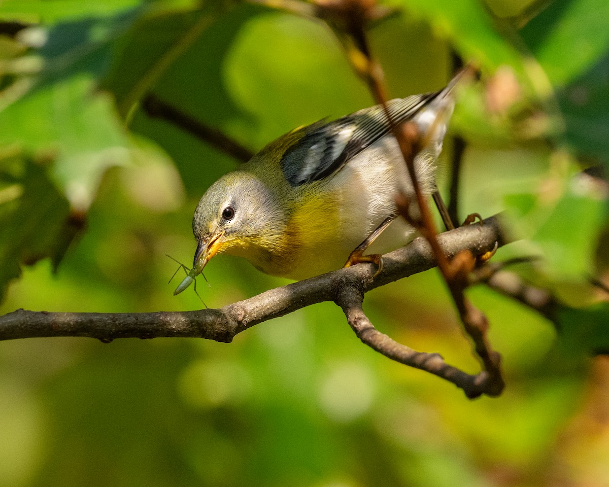 Northern Parula - ML624437724