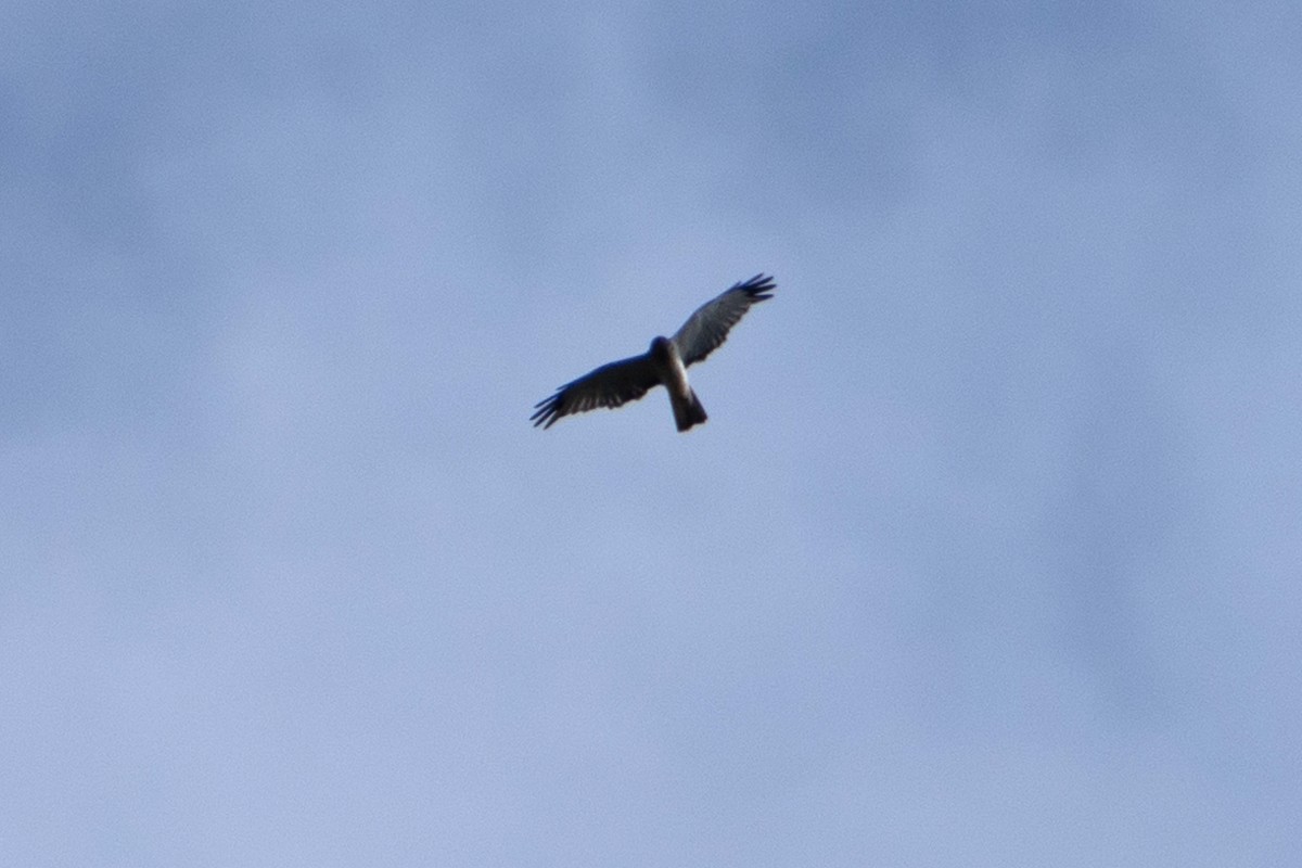 Northern Harrier - ML624437815
