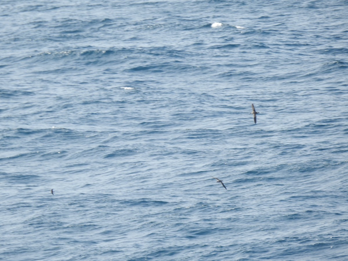 ub. stormsvale (Oceanitidae/Hydrobatidae sp.) - ML624437828