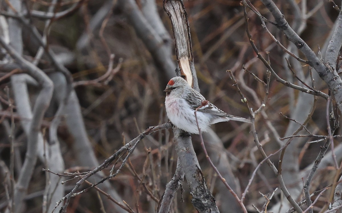 Hoary Redpoll - ML624437845