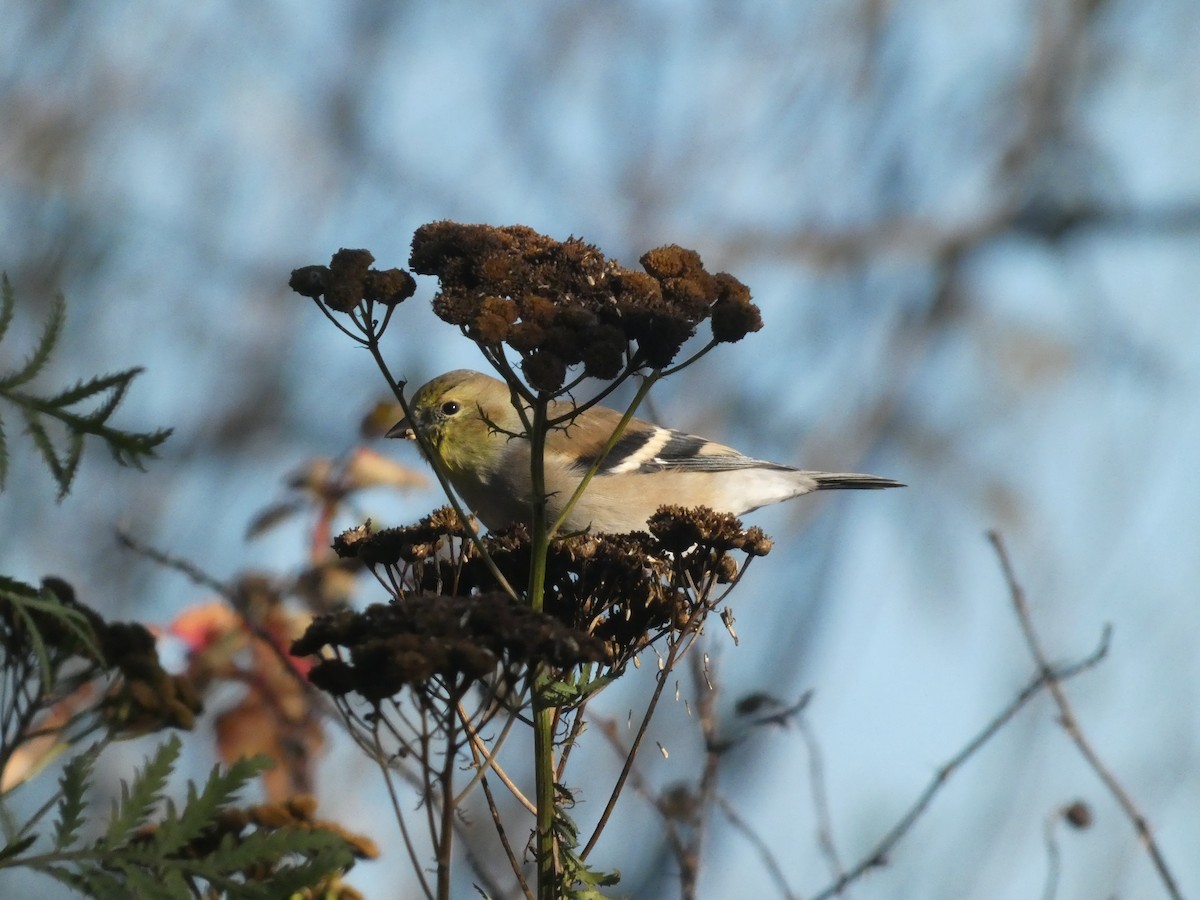 American Goldfinch - Wesley McGee