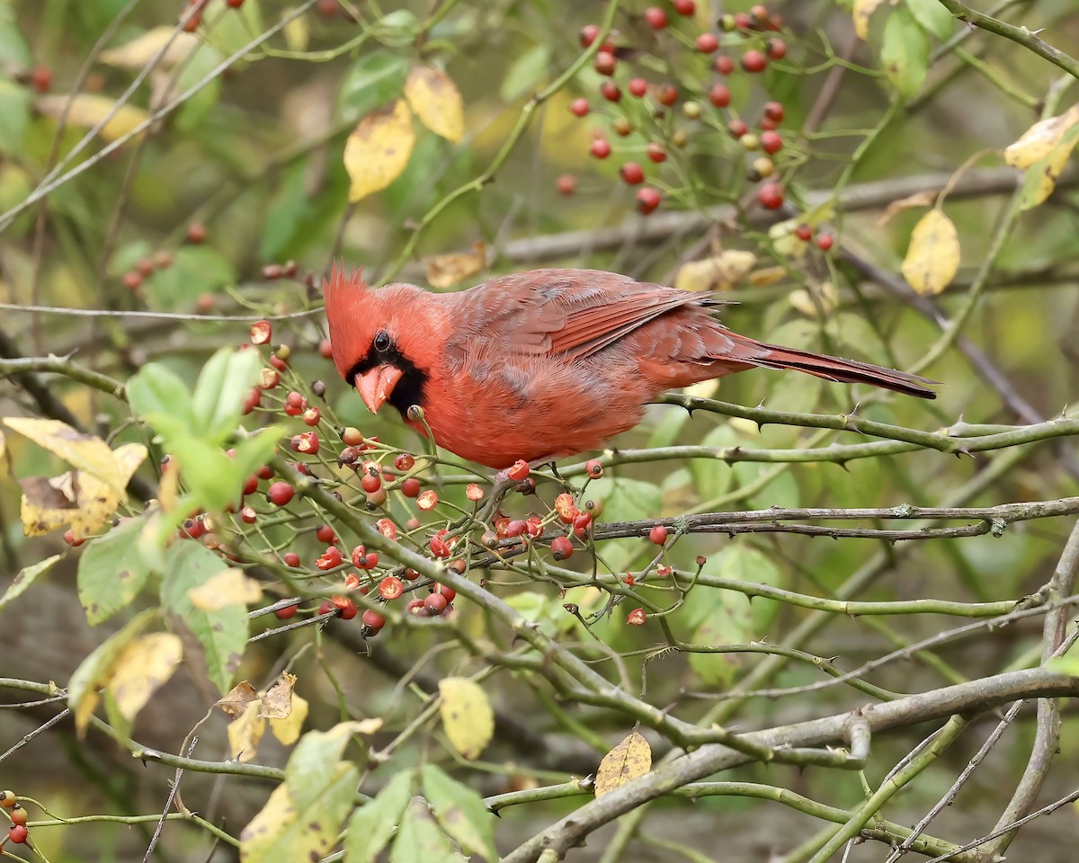 Northern Cardinal - ML624437946