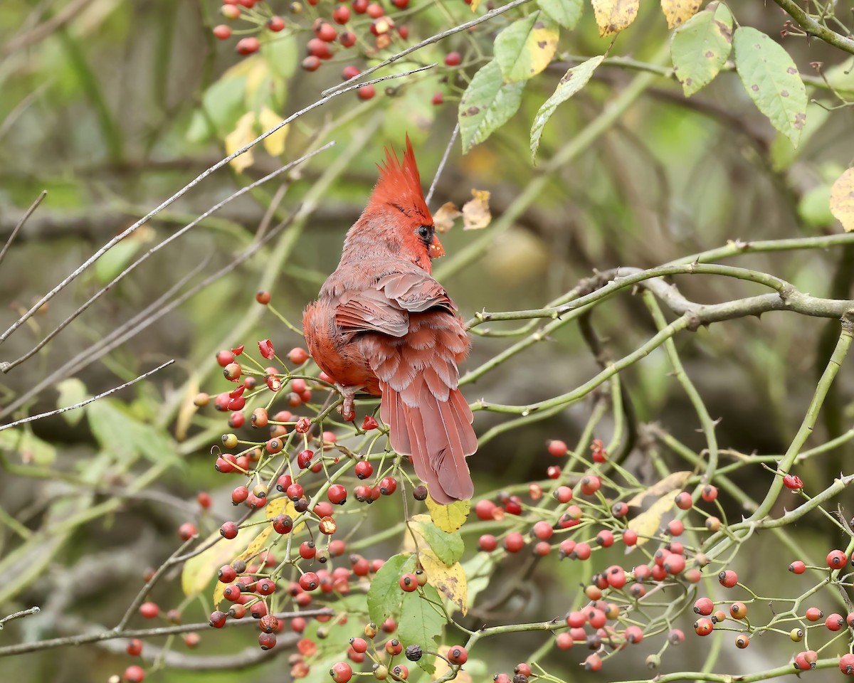 Northern Cardinal - ML624437947