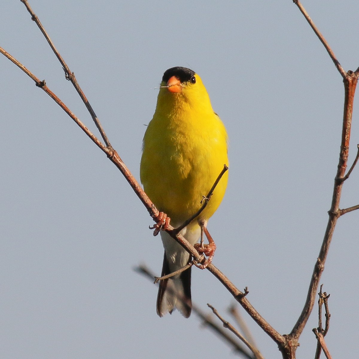 American Goldfinch - ML62443801