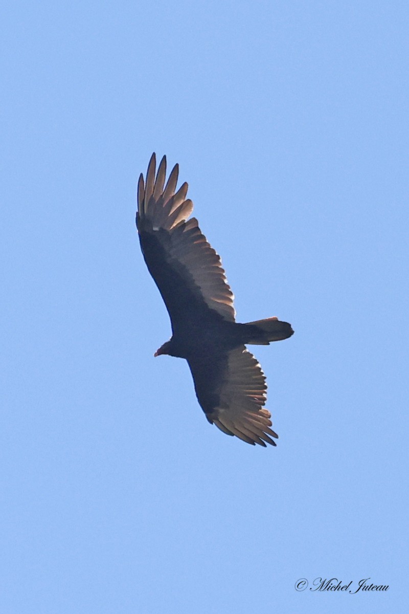 Turkey Vulture - ML624438158