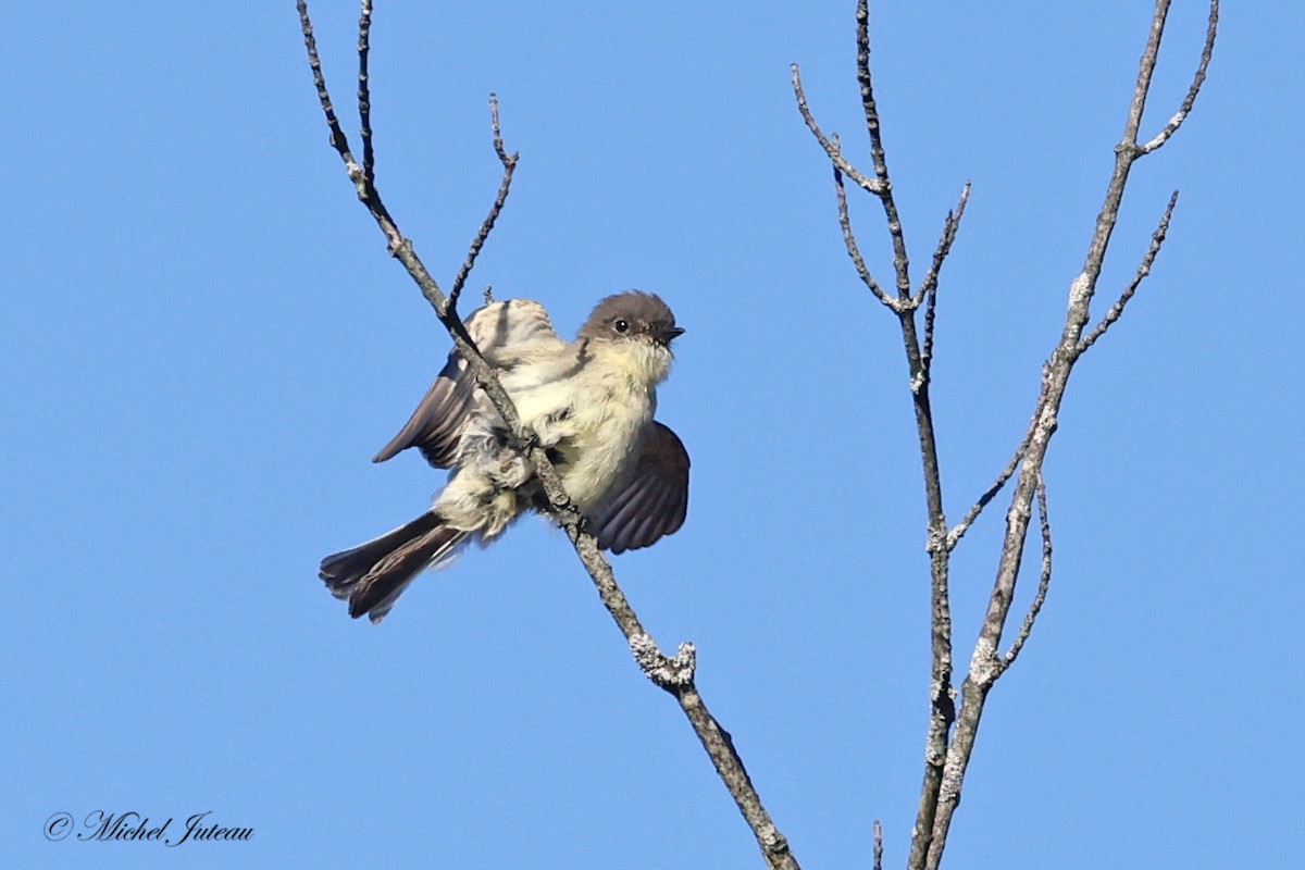 Eastern Phoebe - ML624438179