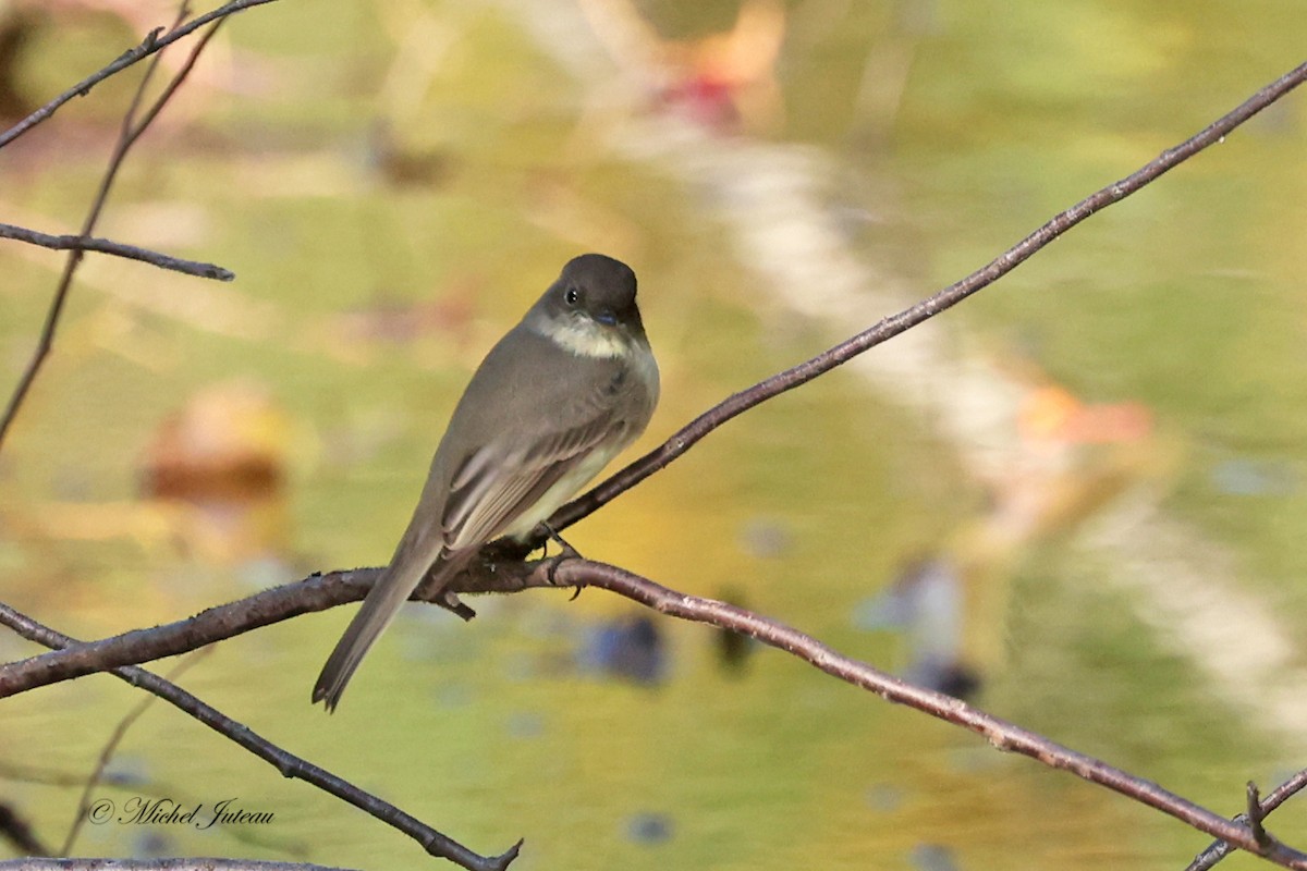 Eastern Phoebe - ML624438180