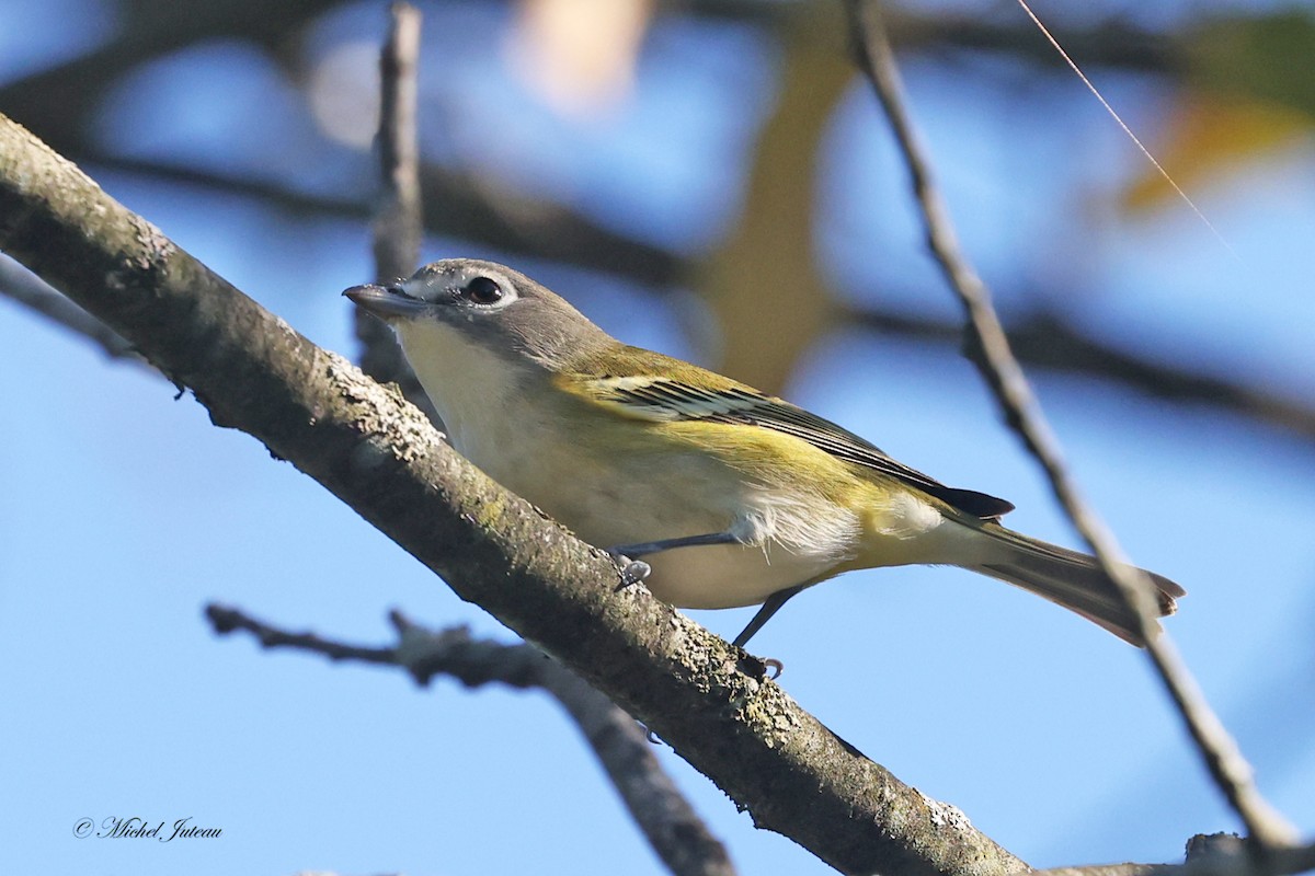 Blue-headed Vireo - ML624438186