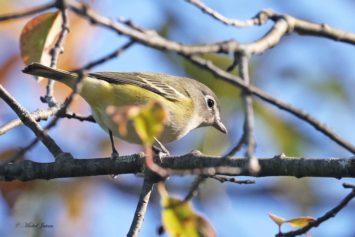 Blue-headed Vireo - ML624438187