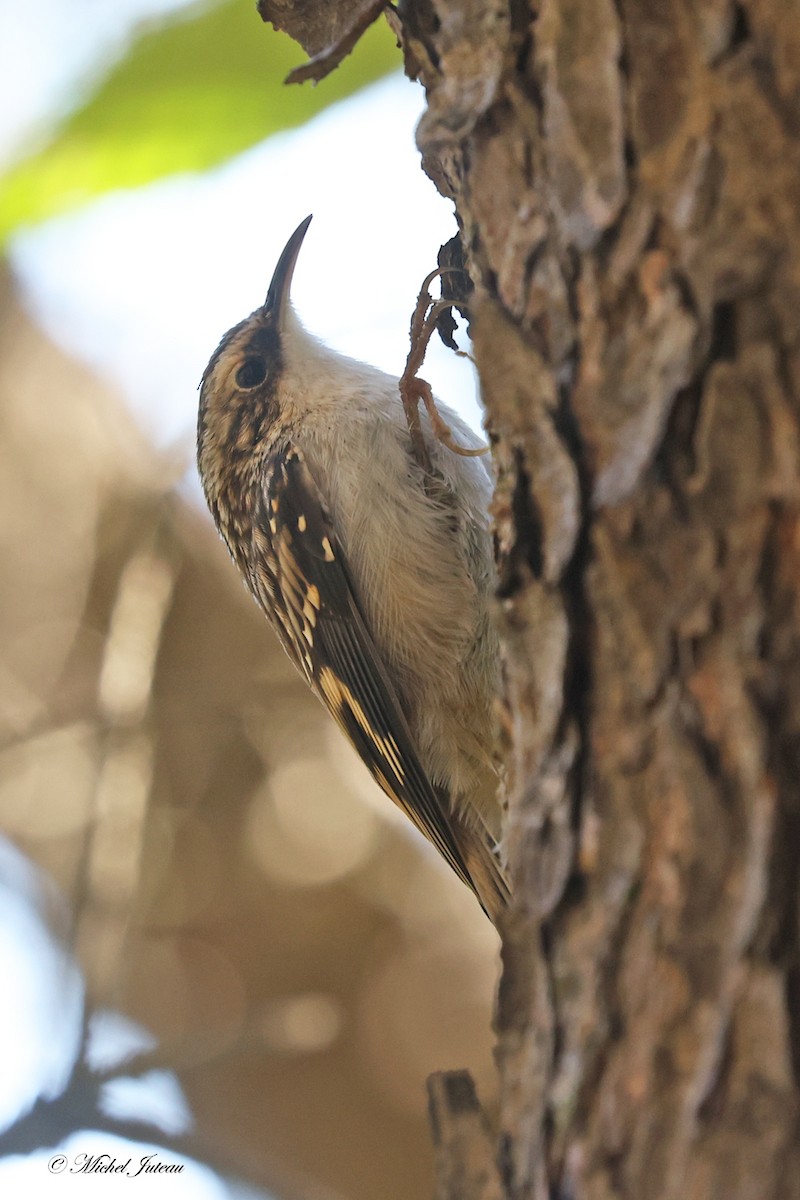 Brown Creeper - ML624438194