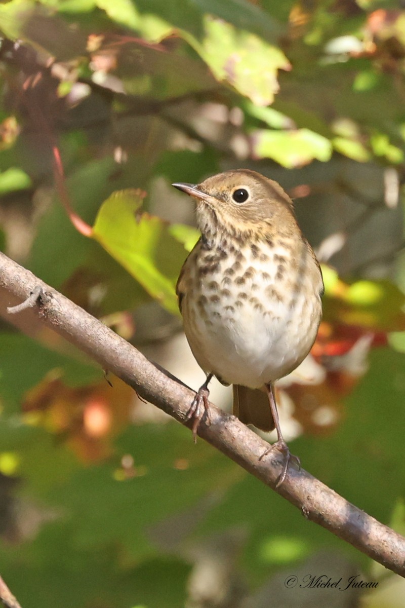 Hermit Thrush - ML624438203