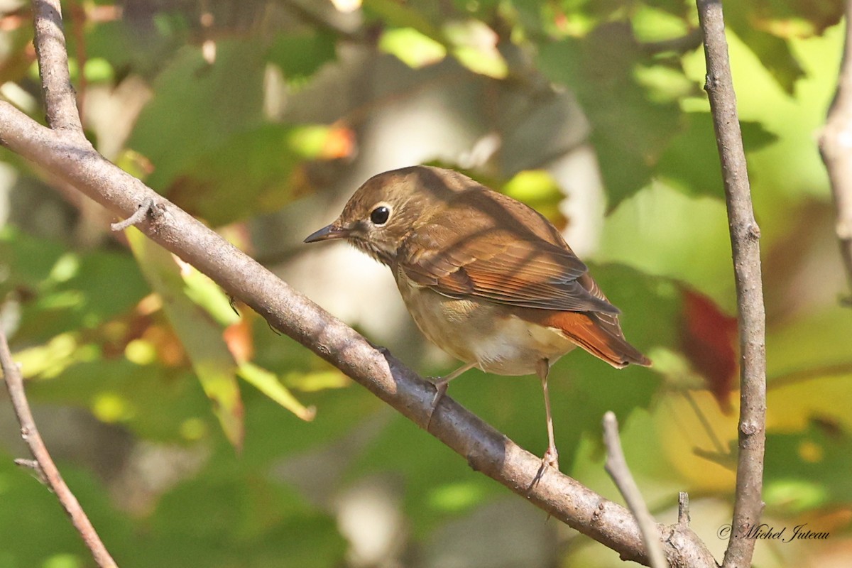 Hermit Thrush - ML624438204