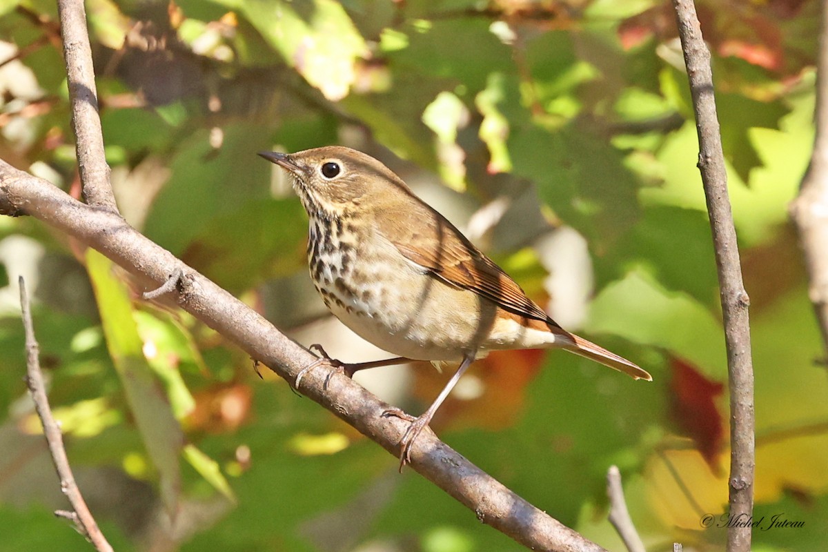 Hermit Thrush - ML624438205