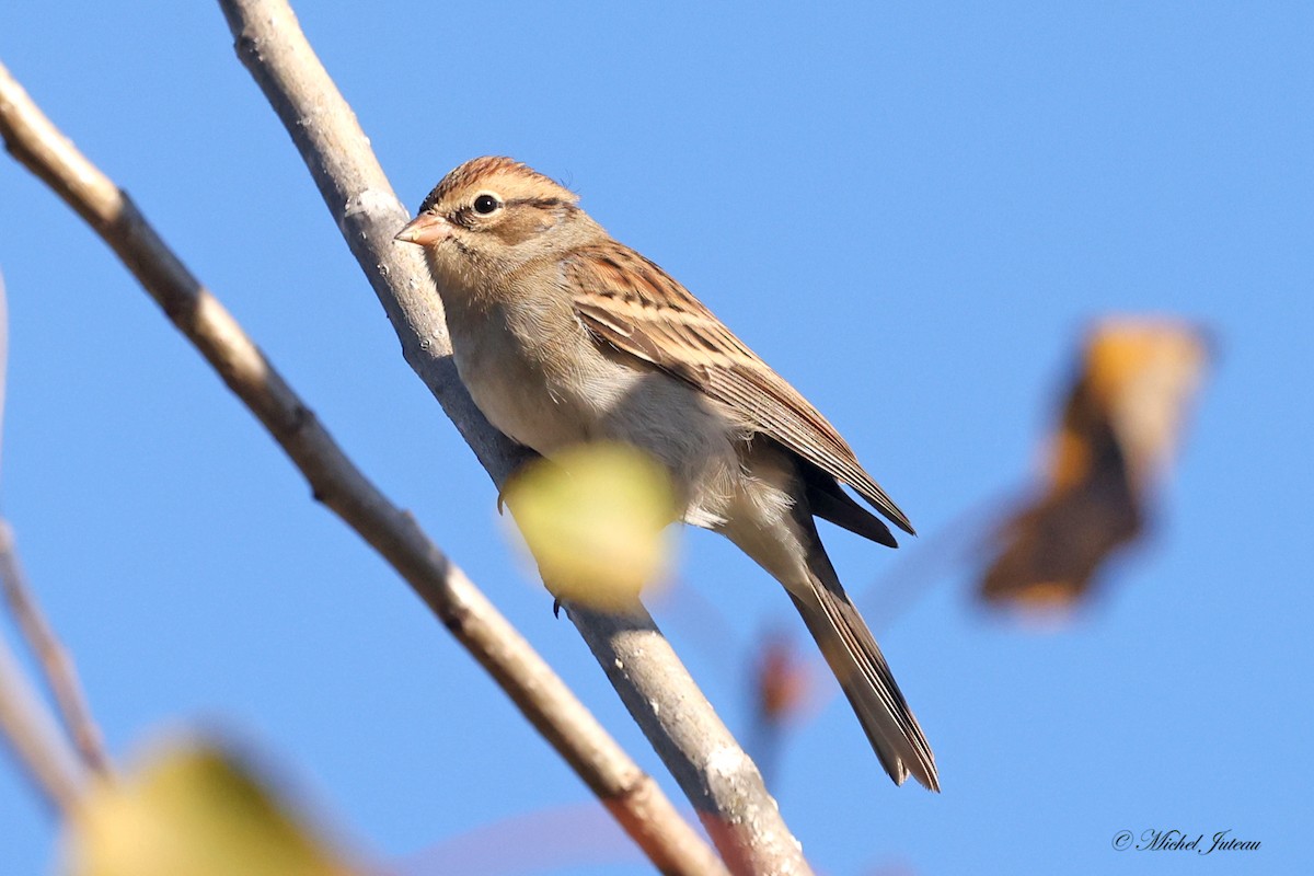 Chipping Sparrow - ML624438213