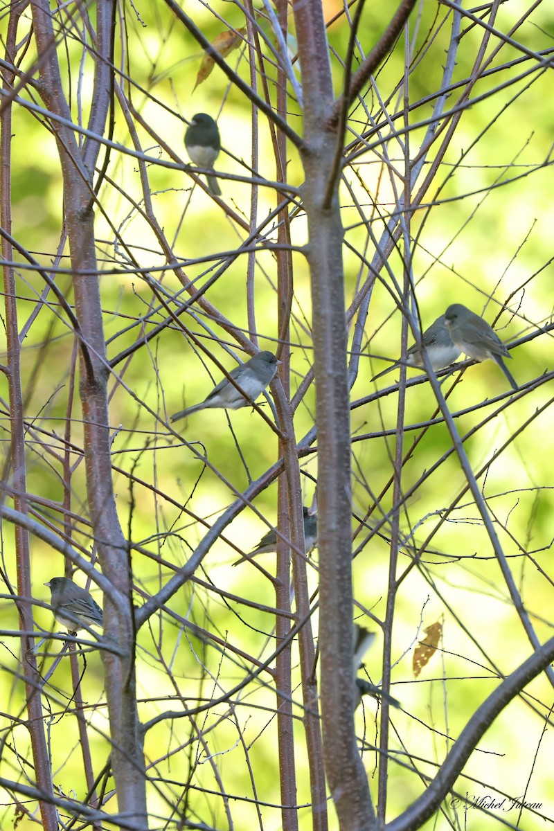 Dark-eyed Junco - ML624438217